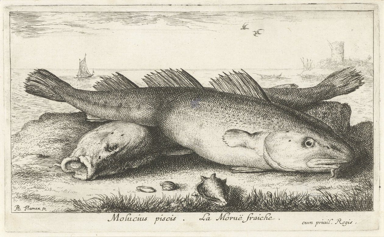 Two Codfish on the Beach (Molucius piscis. Le Moruë fraiche) by Albert Flamen