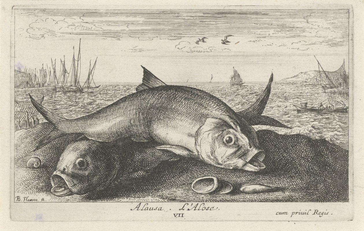 Two Shad on the Beach by Albert Flamen