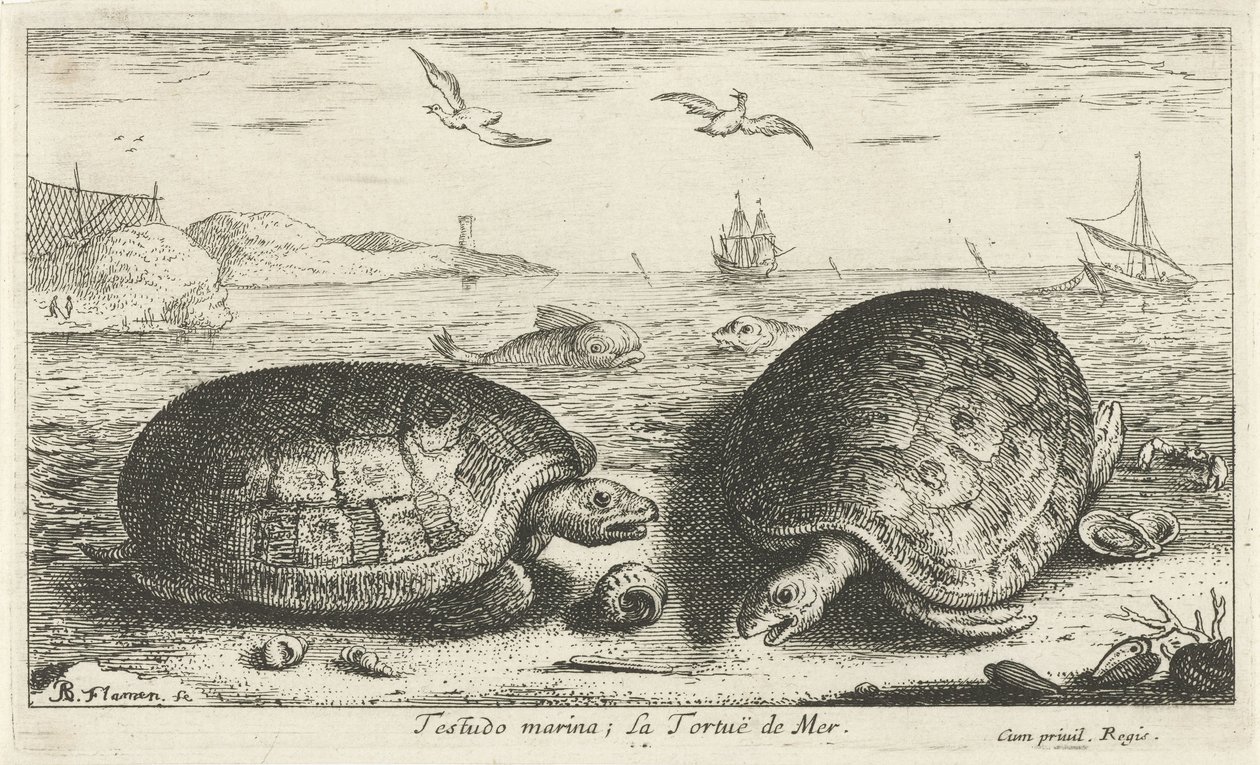 Two Turtles on the Beach by Albert Flamen