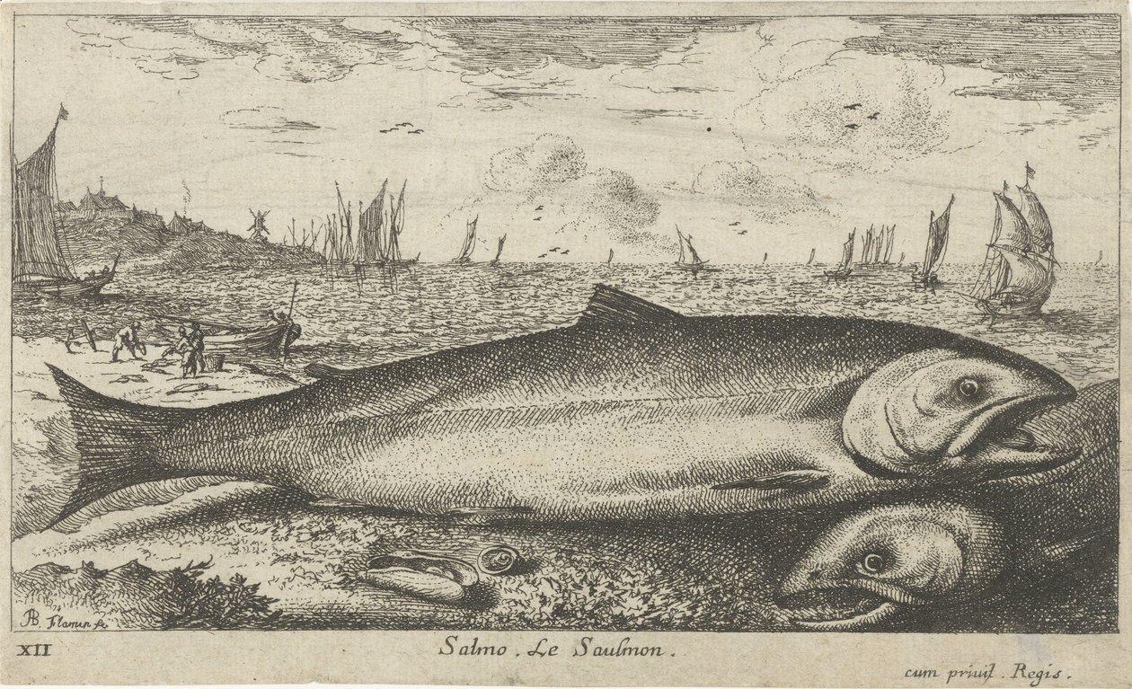 Two Salmon on the Beach (series title: Fish and Other Sea Creatures - Saltwater First Series) by Albert Flamen