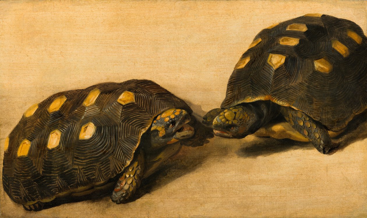 Study of Two Brazilian Tortoises, c.1640 by Albert van der Eeckhout