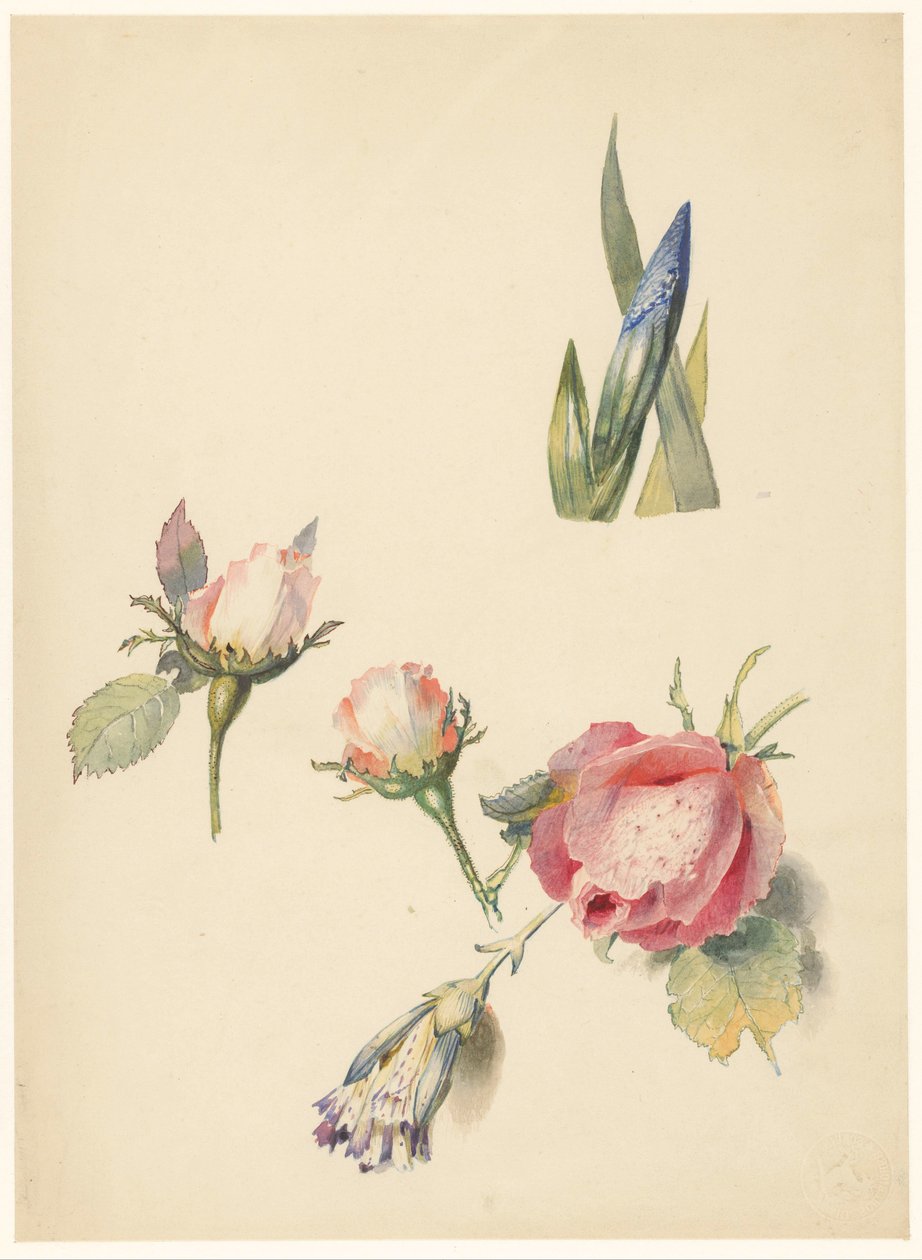 Study Sheet with Three Roses and an Iris by Albertus Steenbergen
