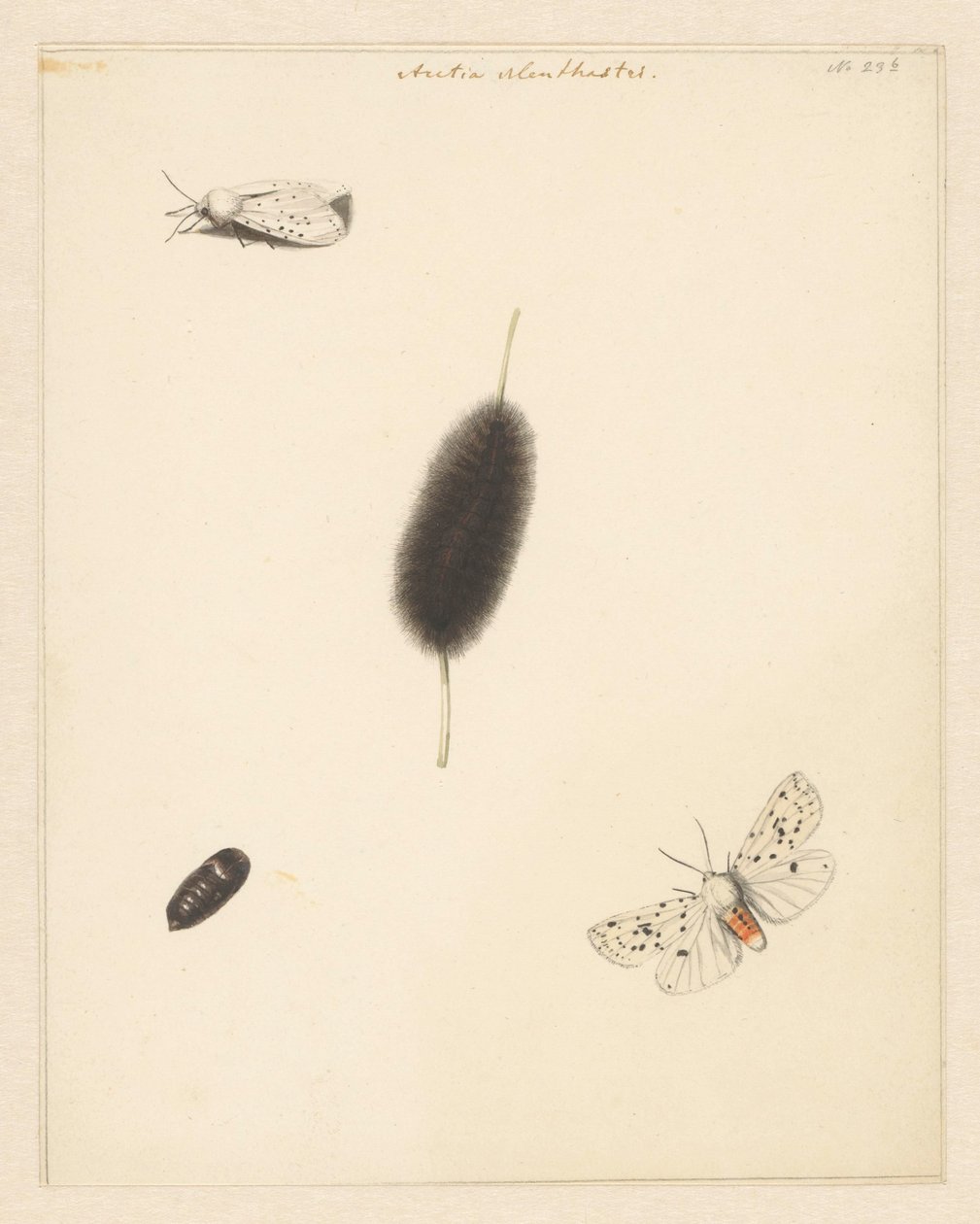 Study Sheet with Caterpillar, Cocoon, and Moth with Spread Wings of the Aretia Menthastri by Albertus Steenbergen