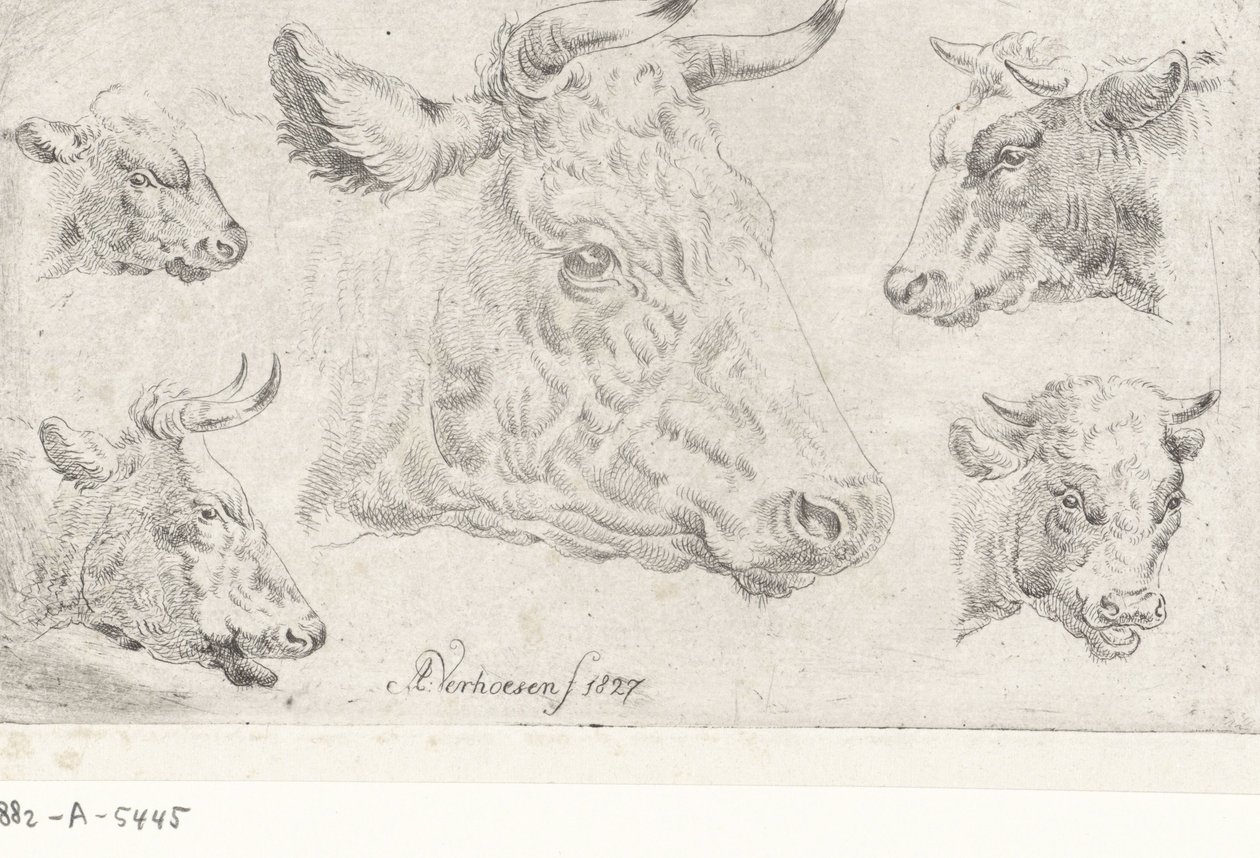 Five Heads of Cows by Albertus Verhoesen