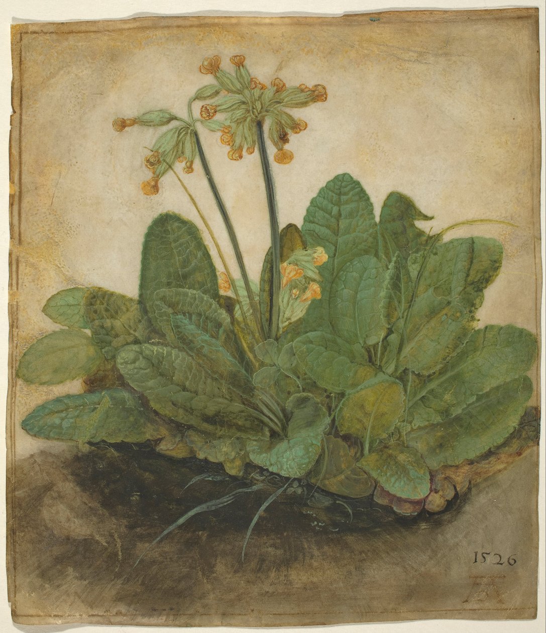 Tuft of Cowslips by Albrecht Dürer