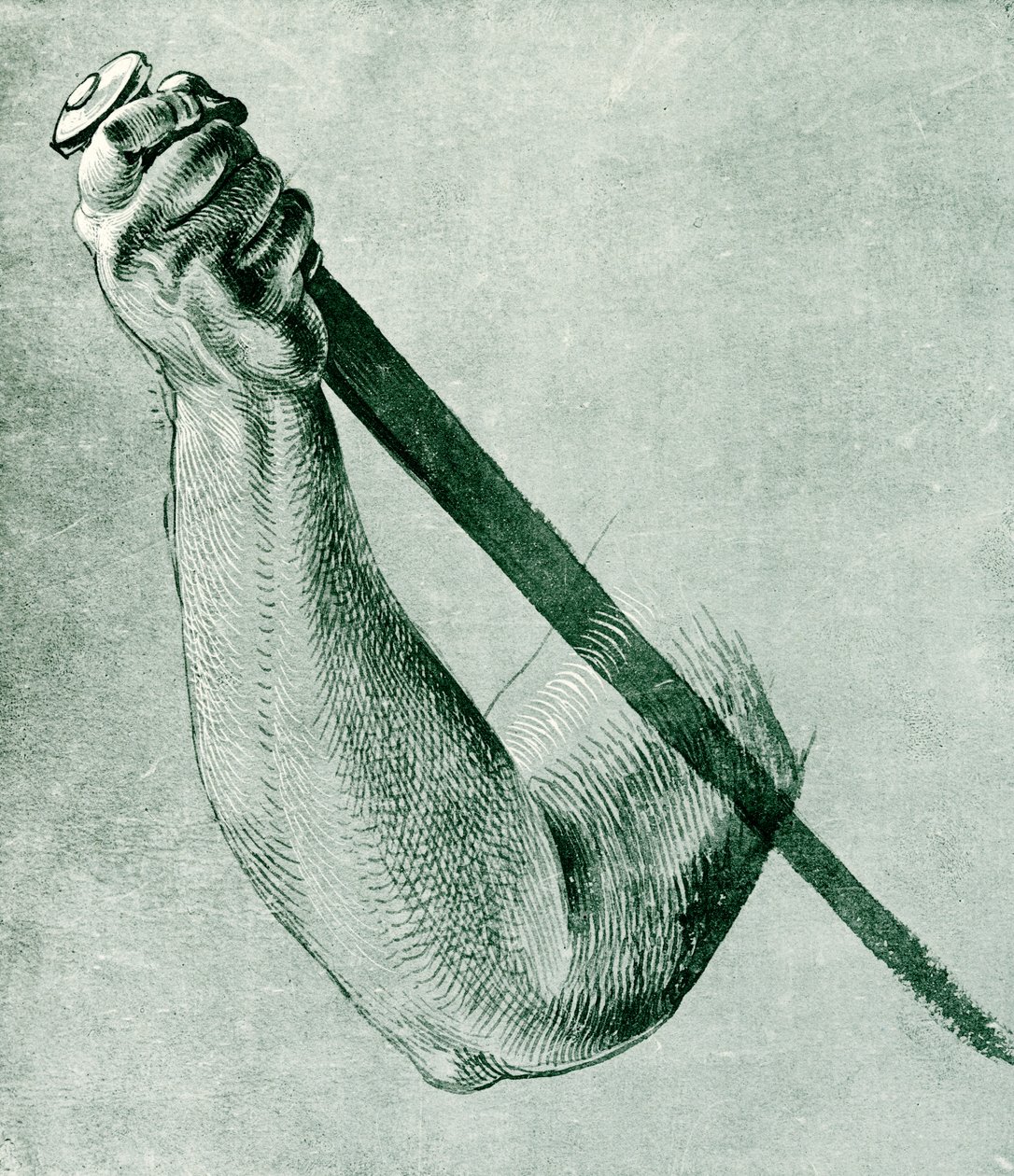 Arm Study for Lucretia by Albrecht Dürer