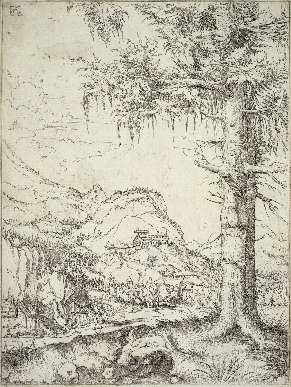 The Large Spruce by Albrecht Altdorfer