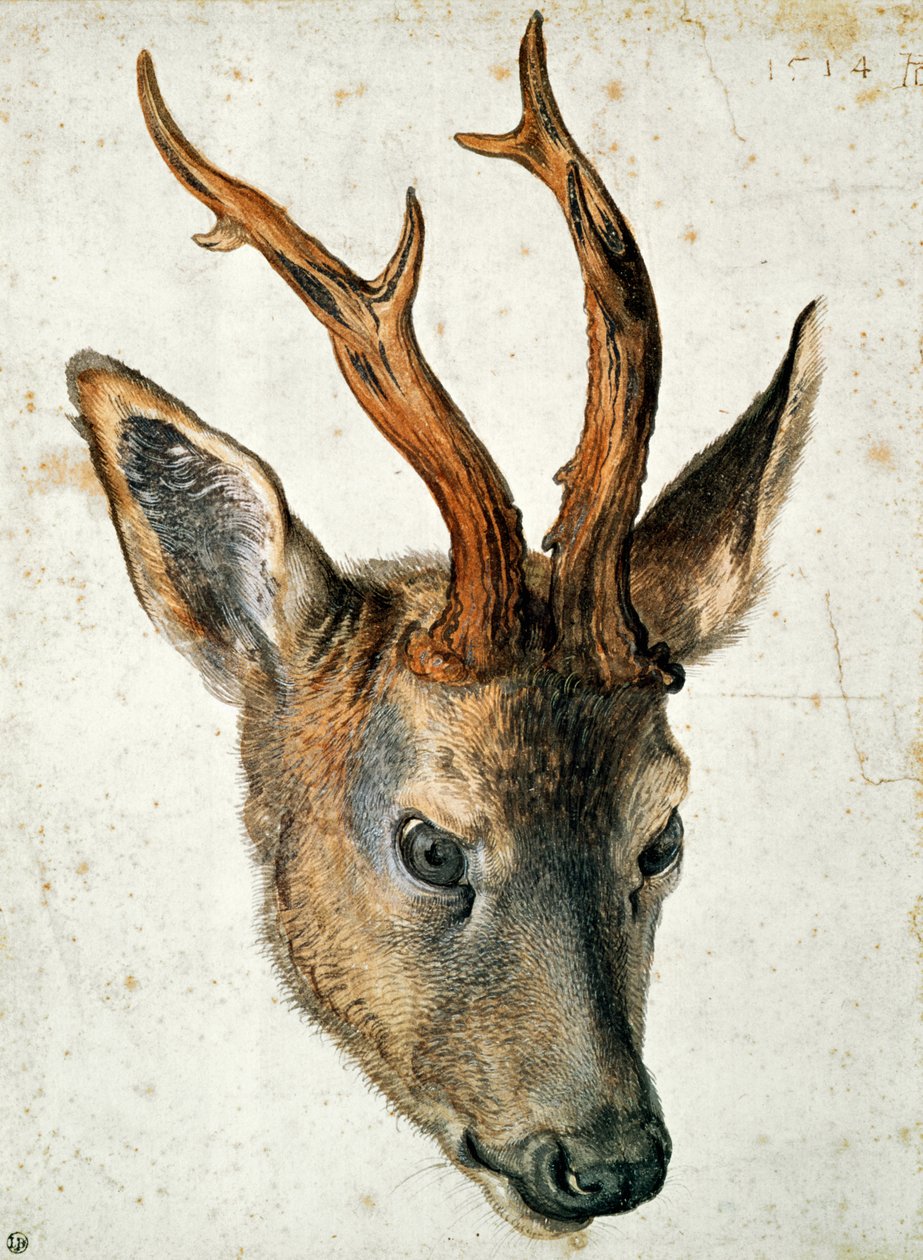 Head of a Roe Deer by Albrecht Dürer