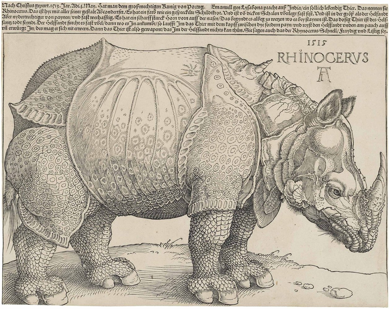 The Rhinoceros by Albrecht Dürer
