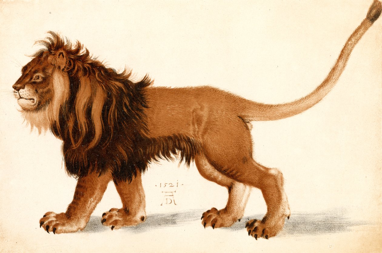 Study of a Lion by Albrecht Dürer: Buy fine art print