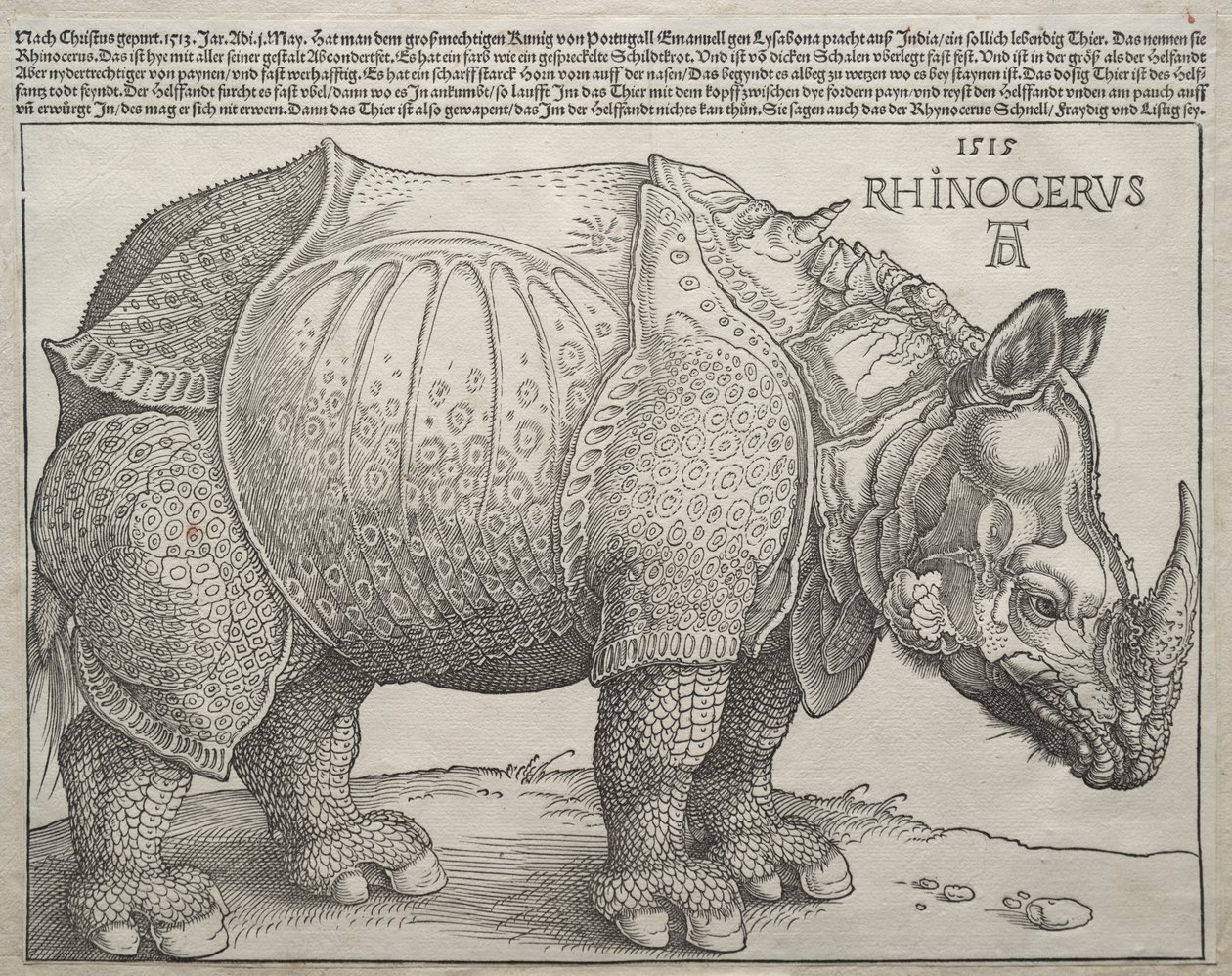The Rhinoceros by Albrecht Dürer
