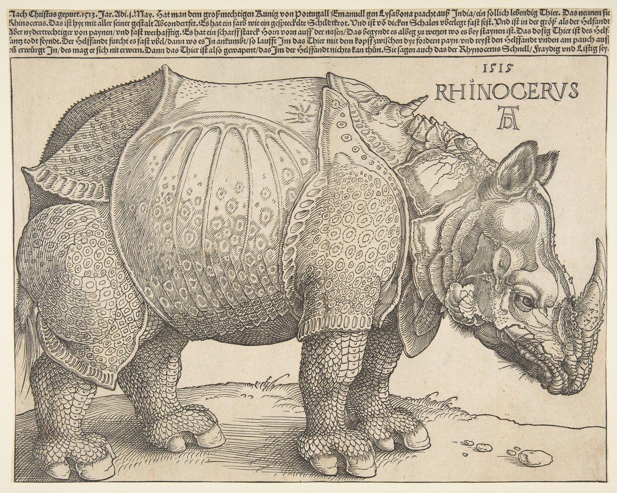 The Rhinoceros by Albrecht Dürer