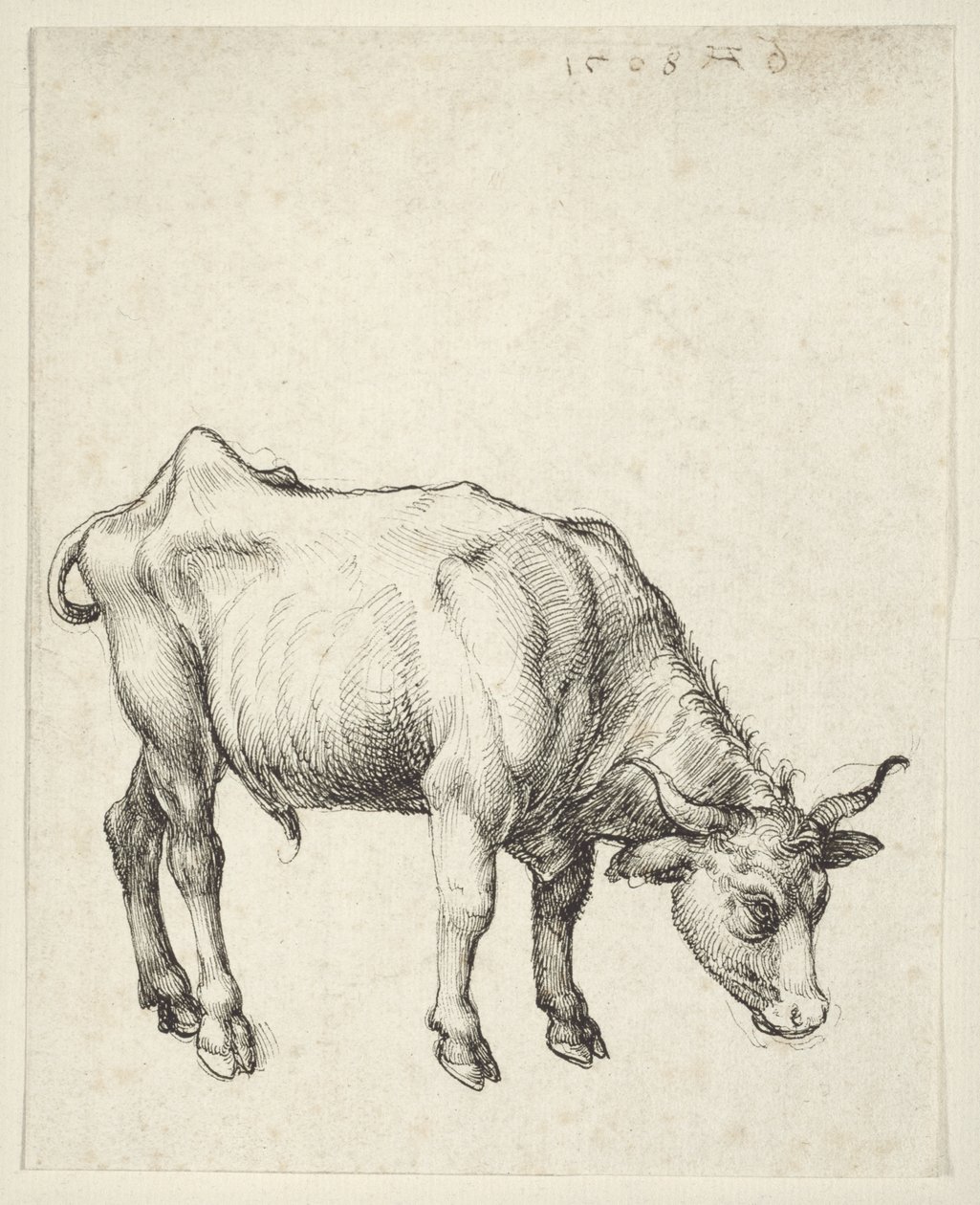 Young Bull by Albrecht Dürer