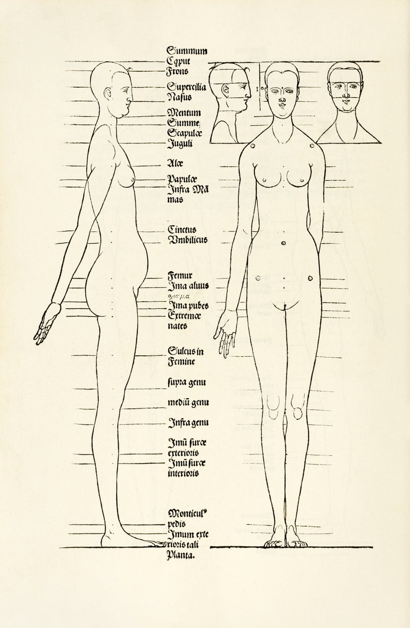 Female anatomical woodcut from 