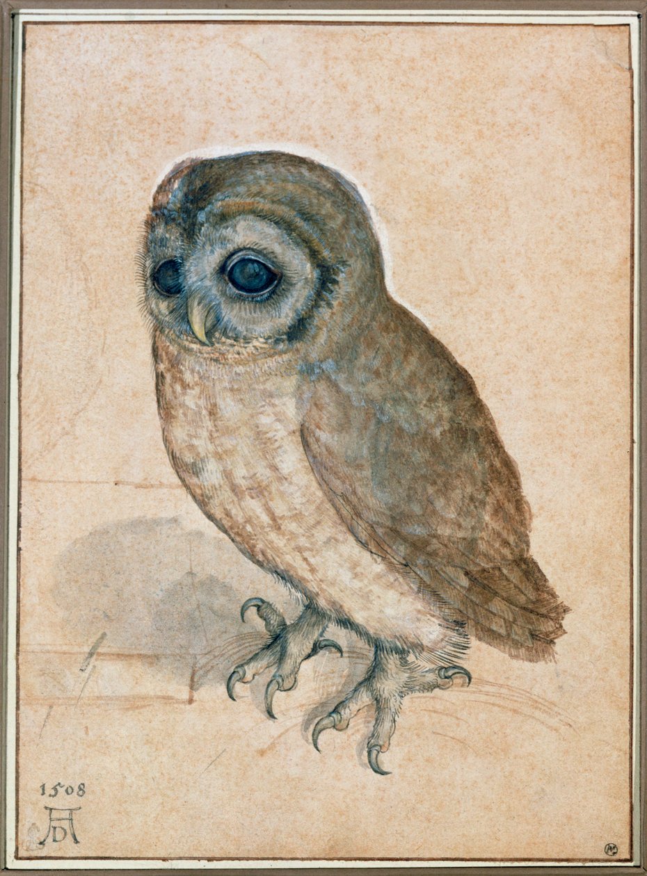 The Little Owl by Albrecht Dürer or Duerer