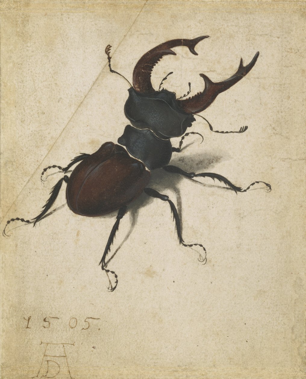 Stag beetle by Albrecht Dürer