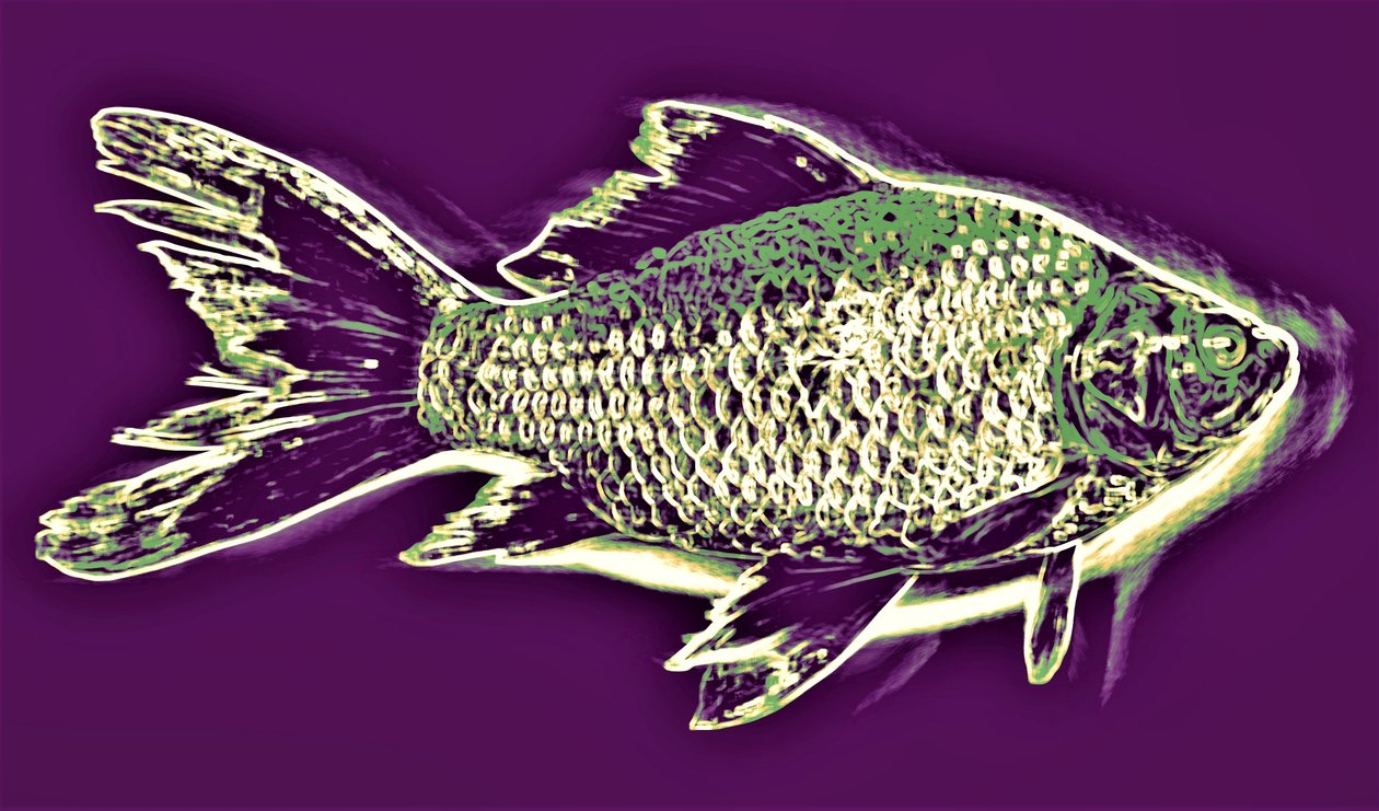 Fish by Alex Caminker