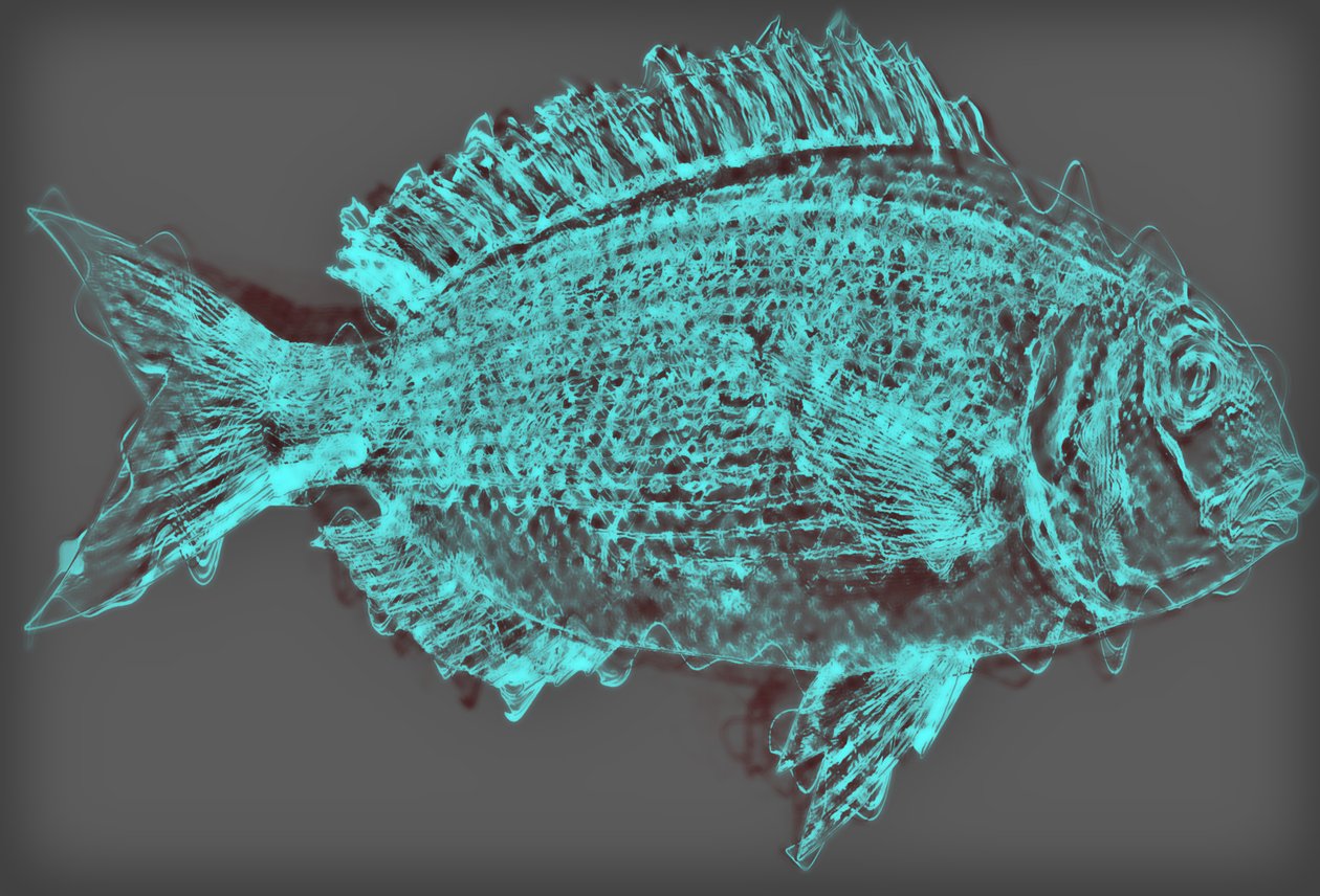 Fish II by Alex Caminker