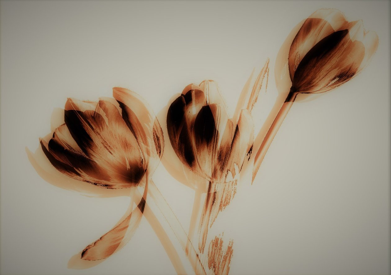 Tulips by Alex Caminker