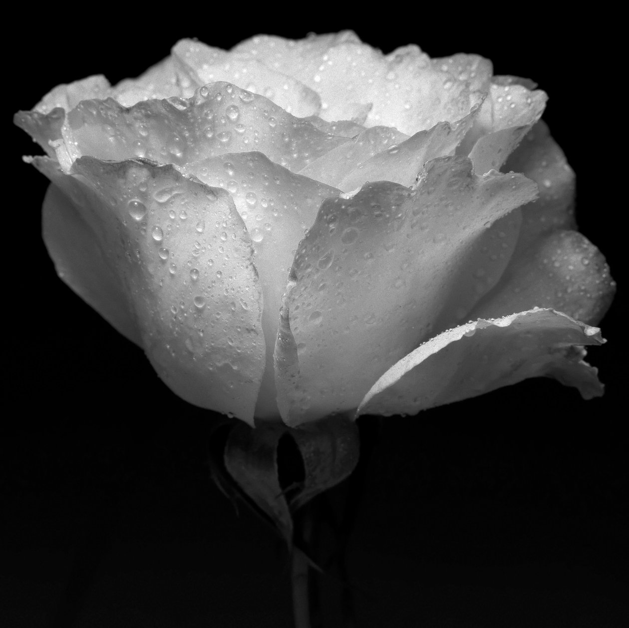 White Flower and Water by Alex Caminker
