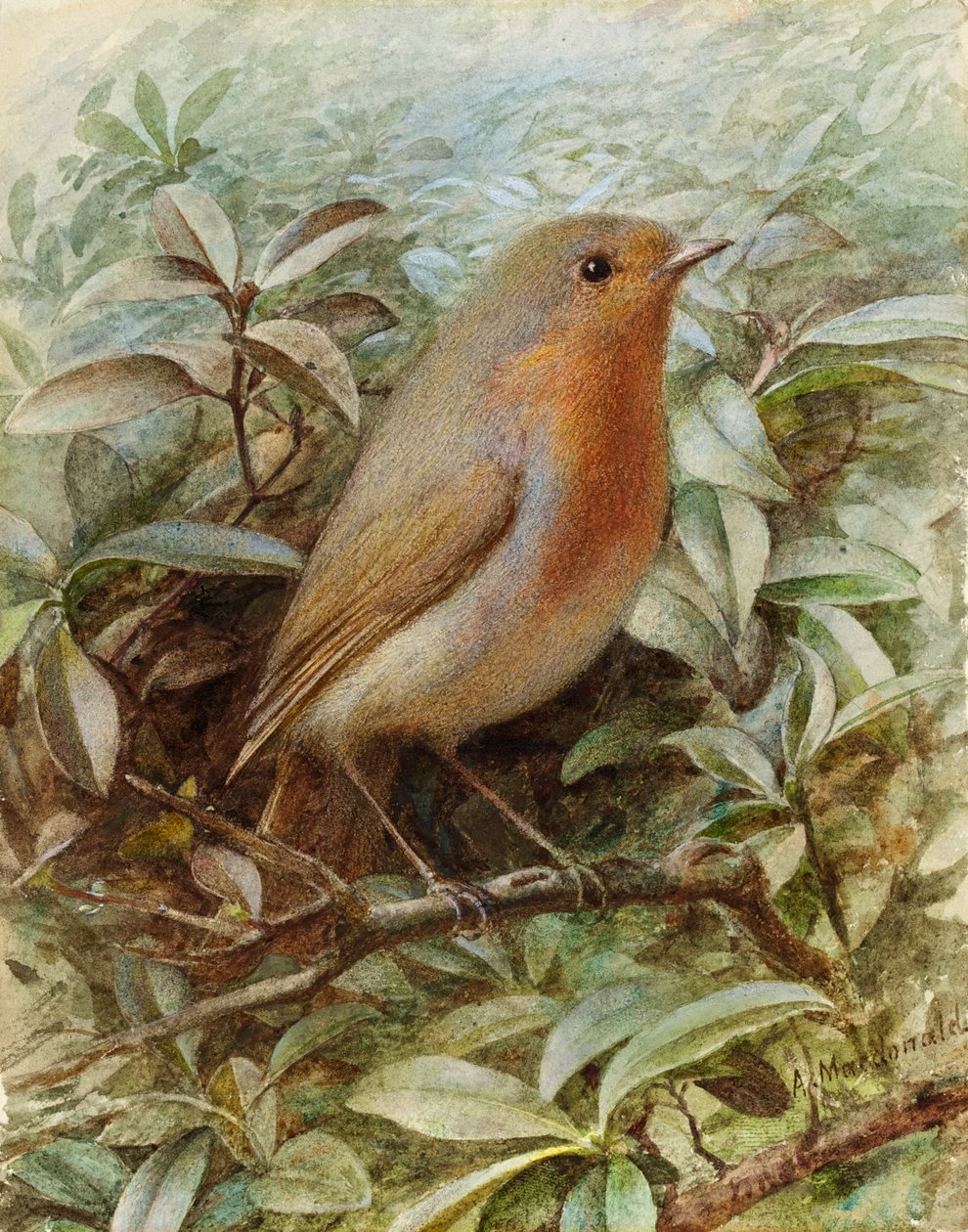 Robin on a Twig by Alexander Macdonald