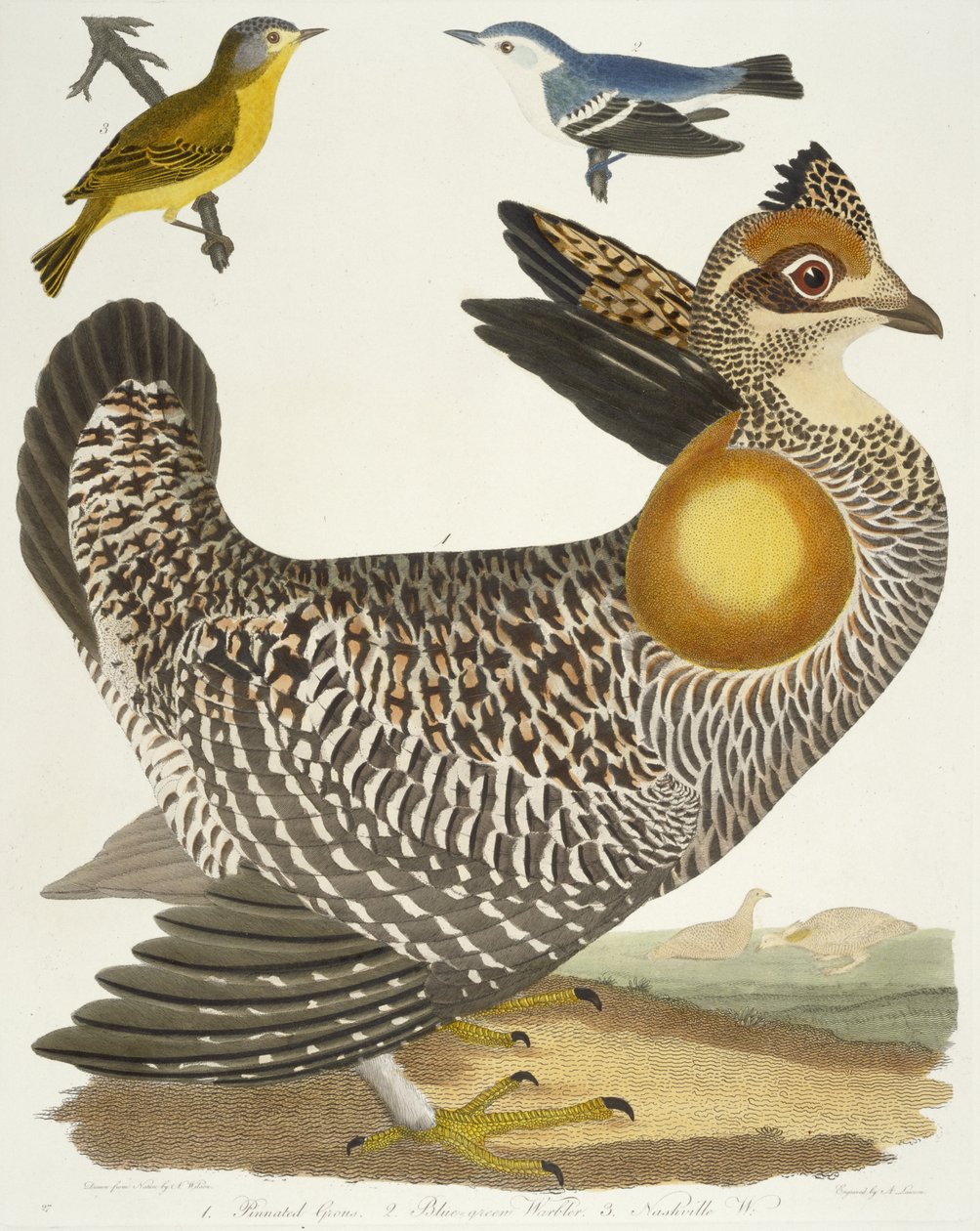 Birds: Pinnated Grouse, Blue-green Warbler, Nashville Warbler, 1808-1814 by Alexander Wilson