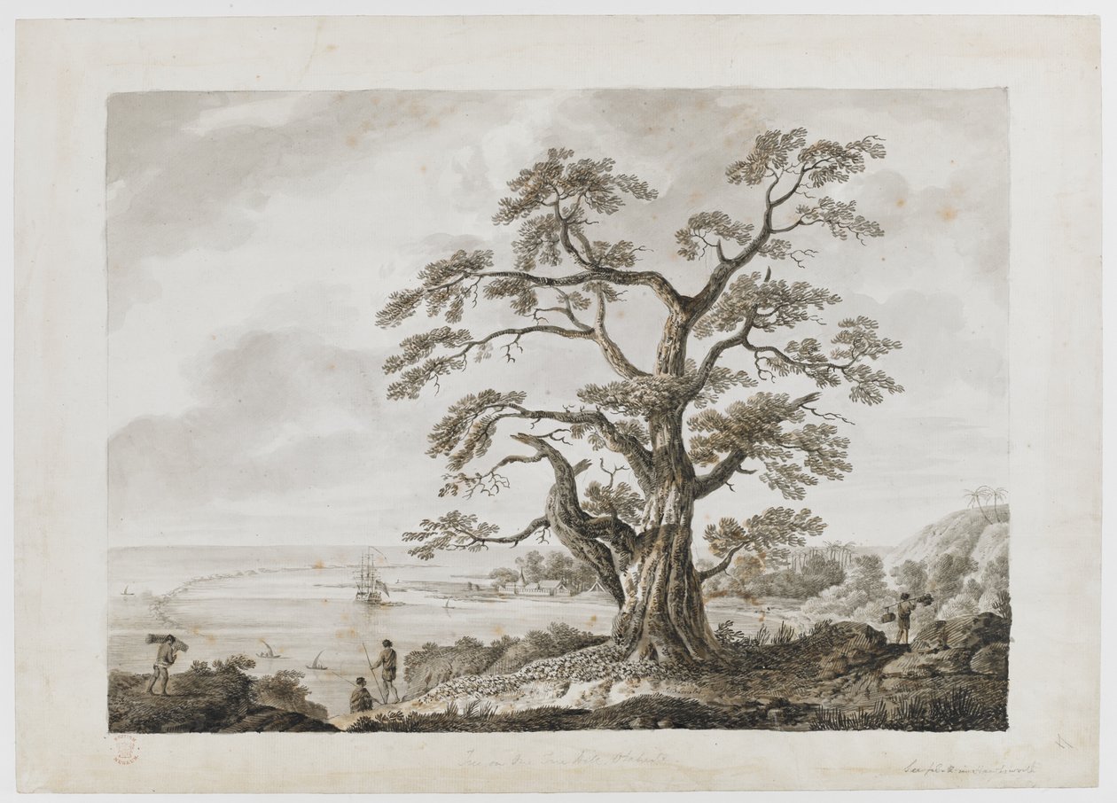 Tree on the Tree Hill, Otaheite, from 