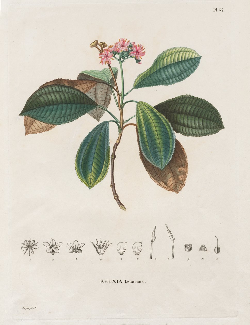 Voyage to the Equinoctial Regions of the New Continent, Made in the Years 1709 to 1804: Monograph of Melastomaceae: No. 54 by Alexander, Freiherr von Humboldt