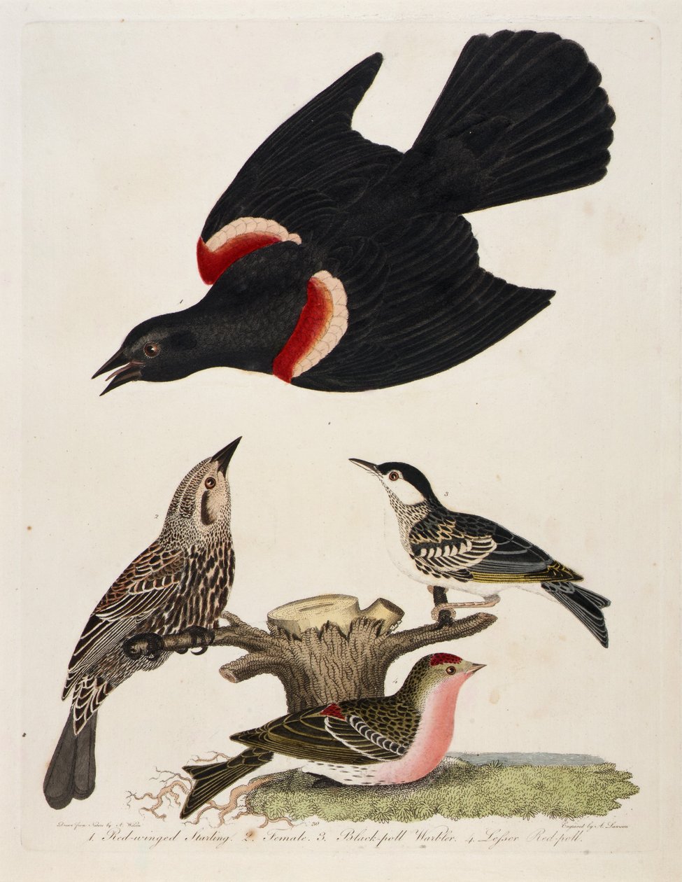 1. Red-winged Starling. 2. Female. 3. Black-poll Warbler. 4. Lesser Red-poll by Alexander Lawson