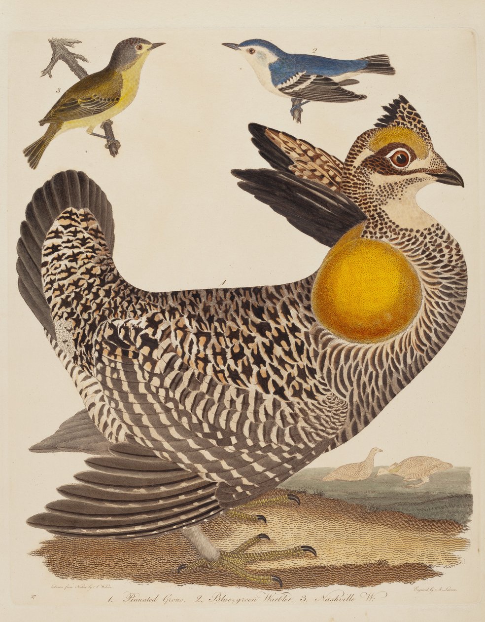 Pinnated Grous, Blue-green Warbler, and Nashville Warbler, published 1808-1814 by Alexander Lawson
