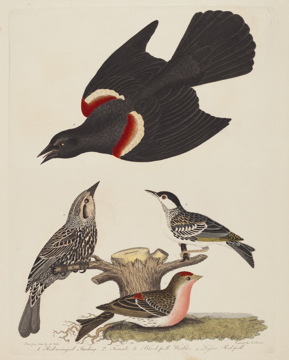 Red-winged Starling, Female Red-winged Starling, Black-poll Warbler, and Lesser..., pub. 1808-1814 by Alexander Lawson