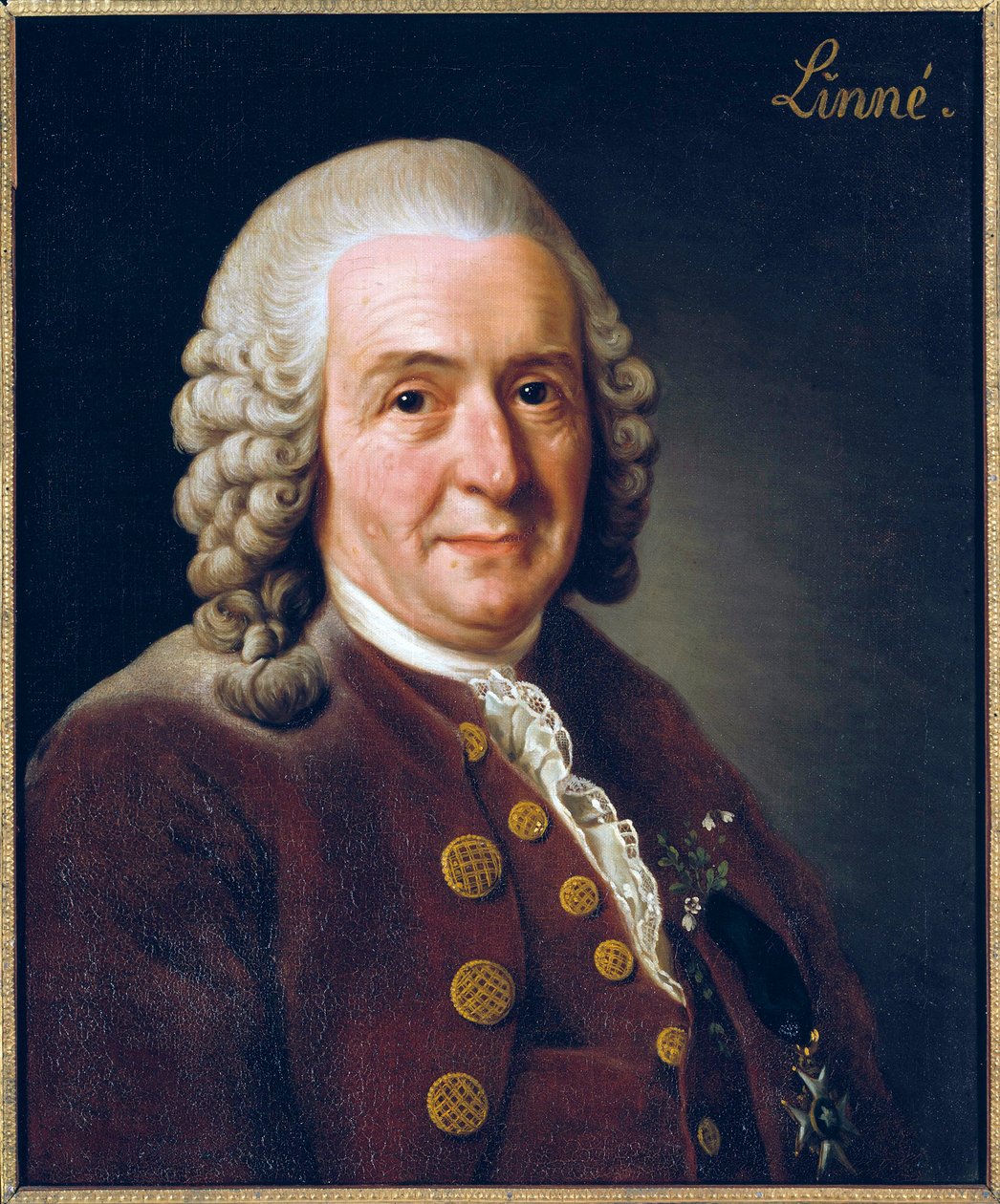 Portrait of Carl von Linne by Alexander Roslin