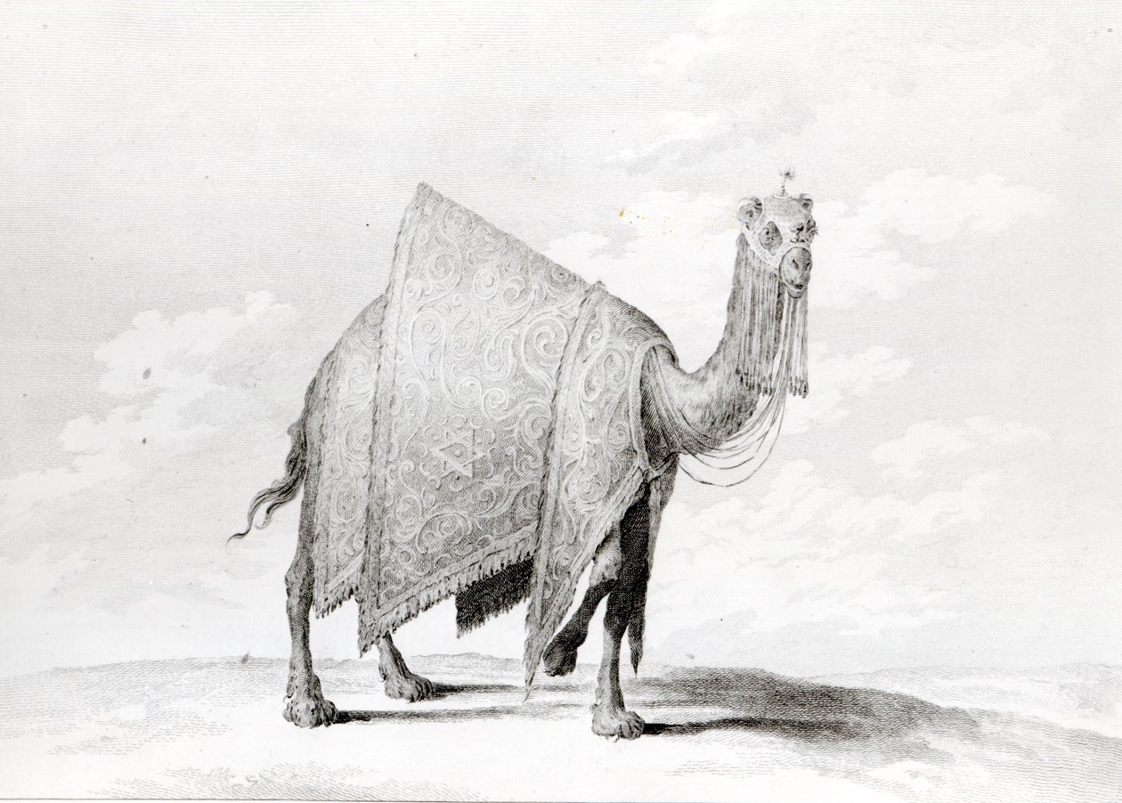 Camel by Alexis Alexandre Perignon