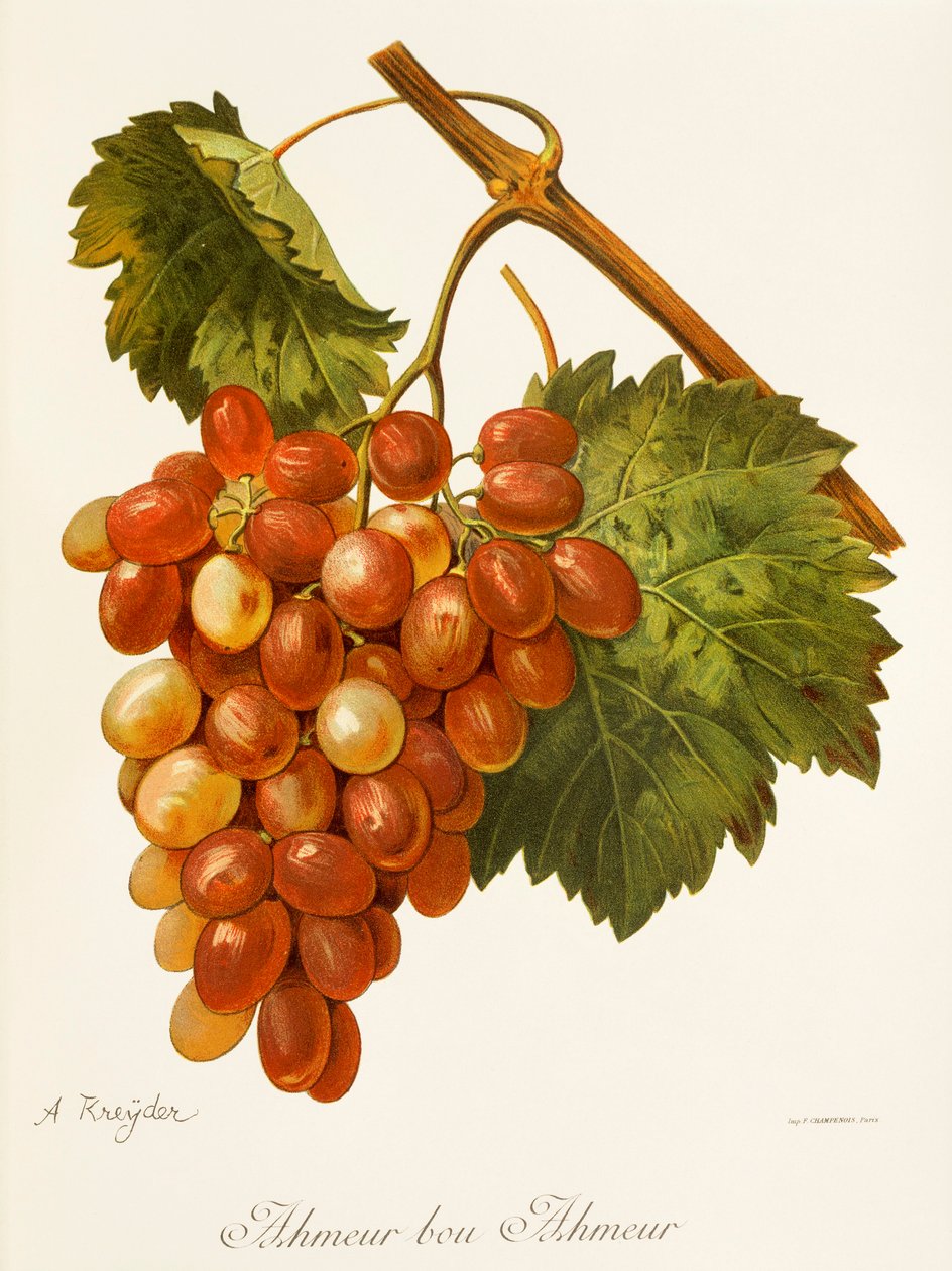 Ahmeur Bou Hameur Grape by Alexis Kreyder
