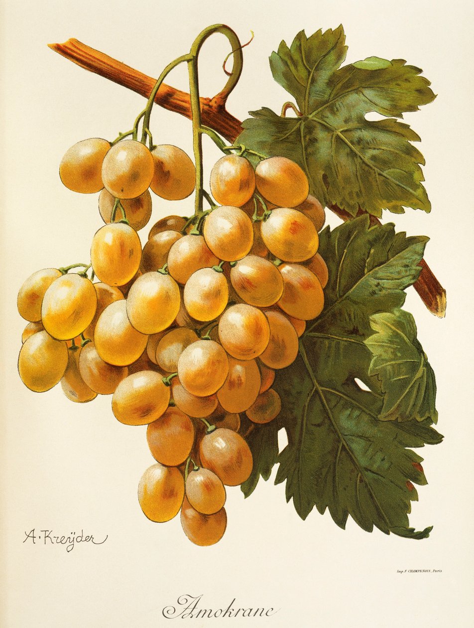 Amokrane grape by Alexis Kreyder