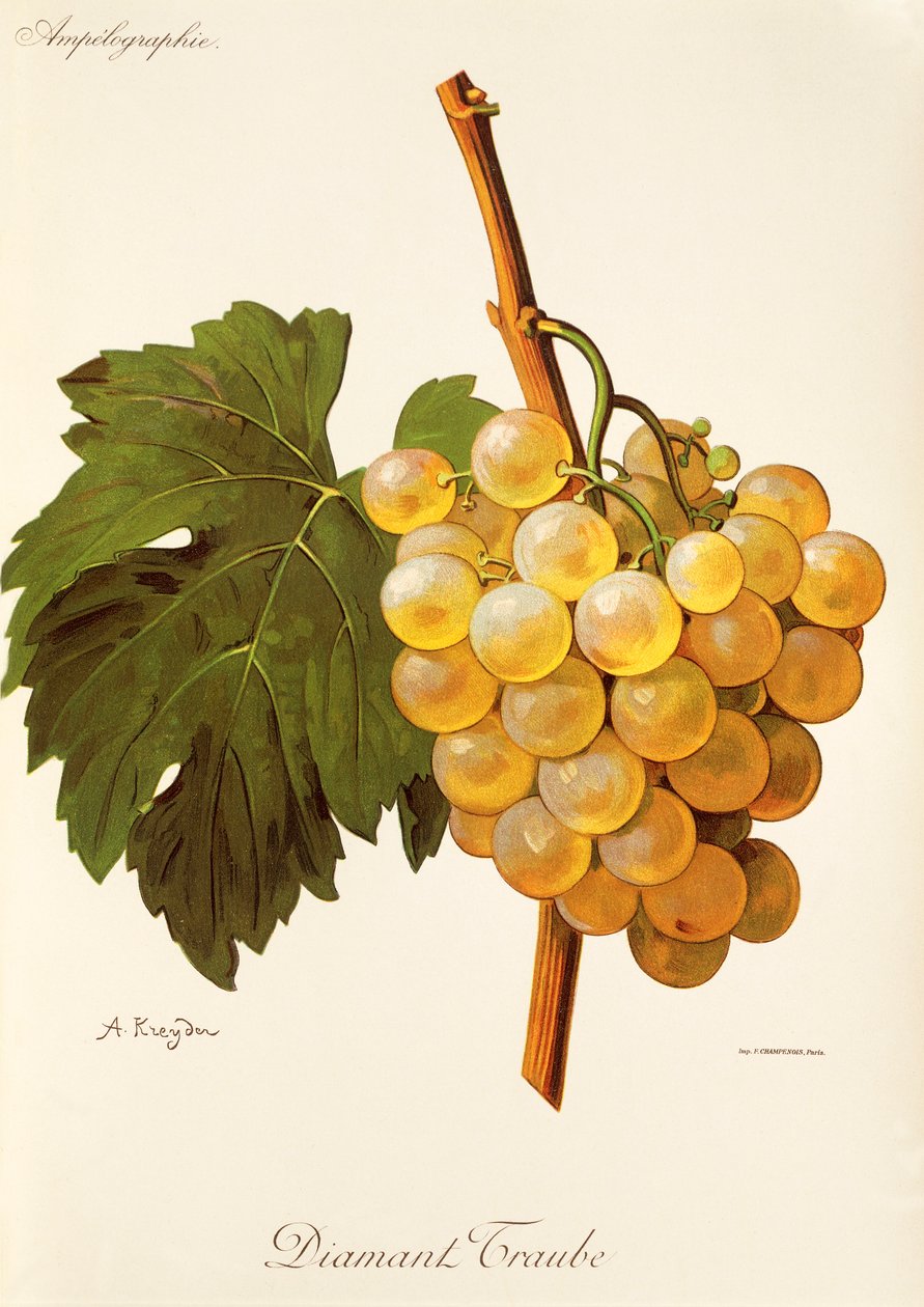 Diamant Traube grape by Alexis Kreyder