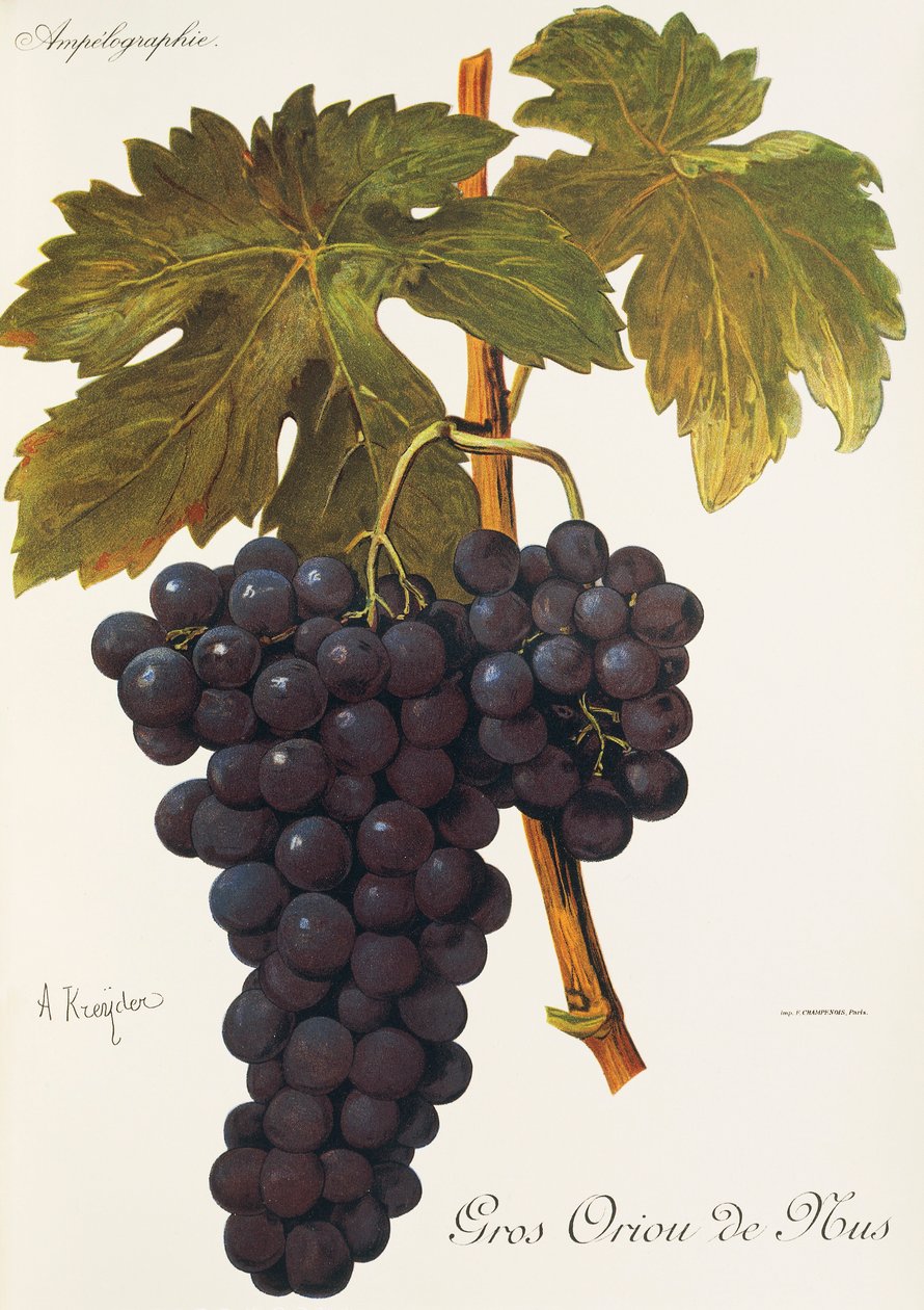 Gros Oriou de Mus grape by Alexis Kreyder