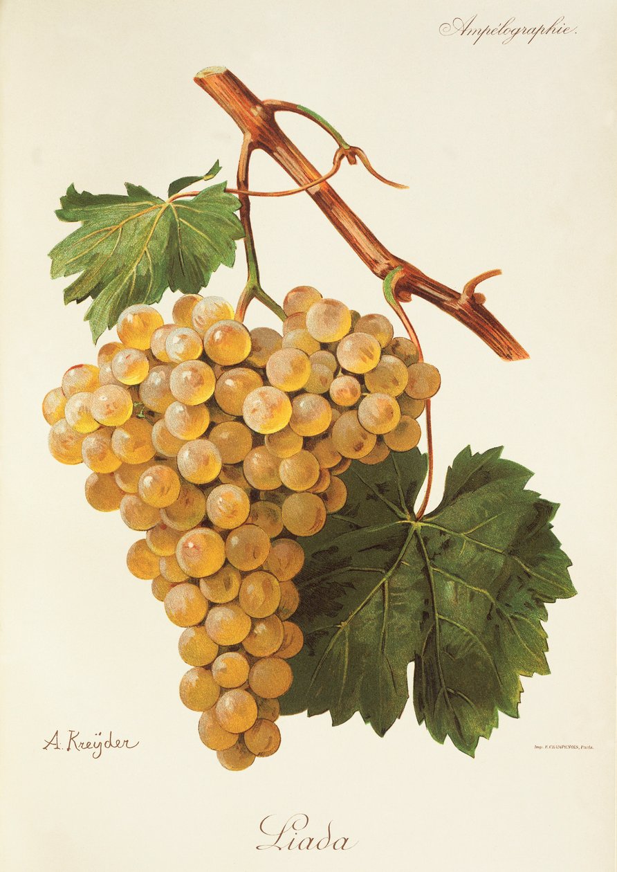 Liada grape by Alexis Kreyder