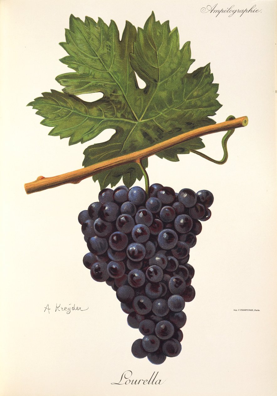 Lourella grape by Alexis Kreyder