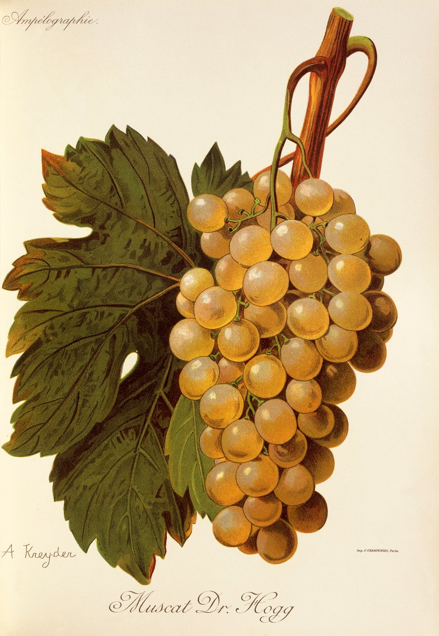 Muscat Dr. Hogg grape by Alexis Kreyder