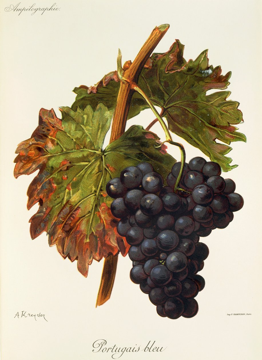 Portugais bleu grape by Alexis Kreyder