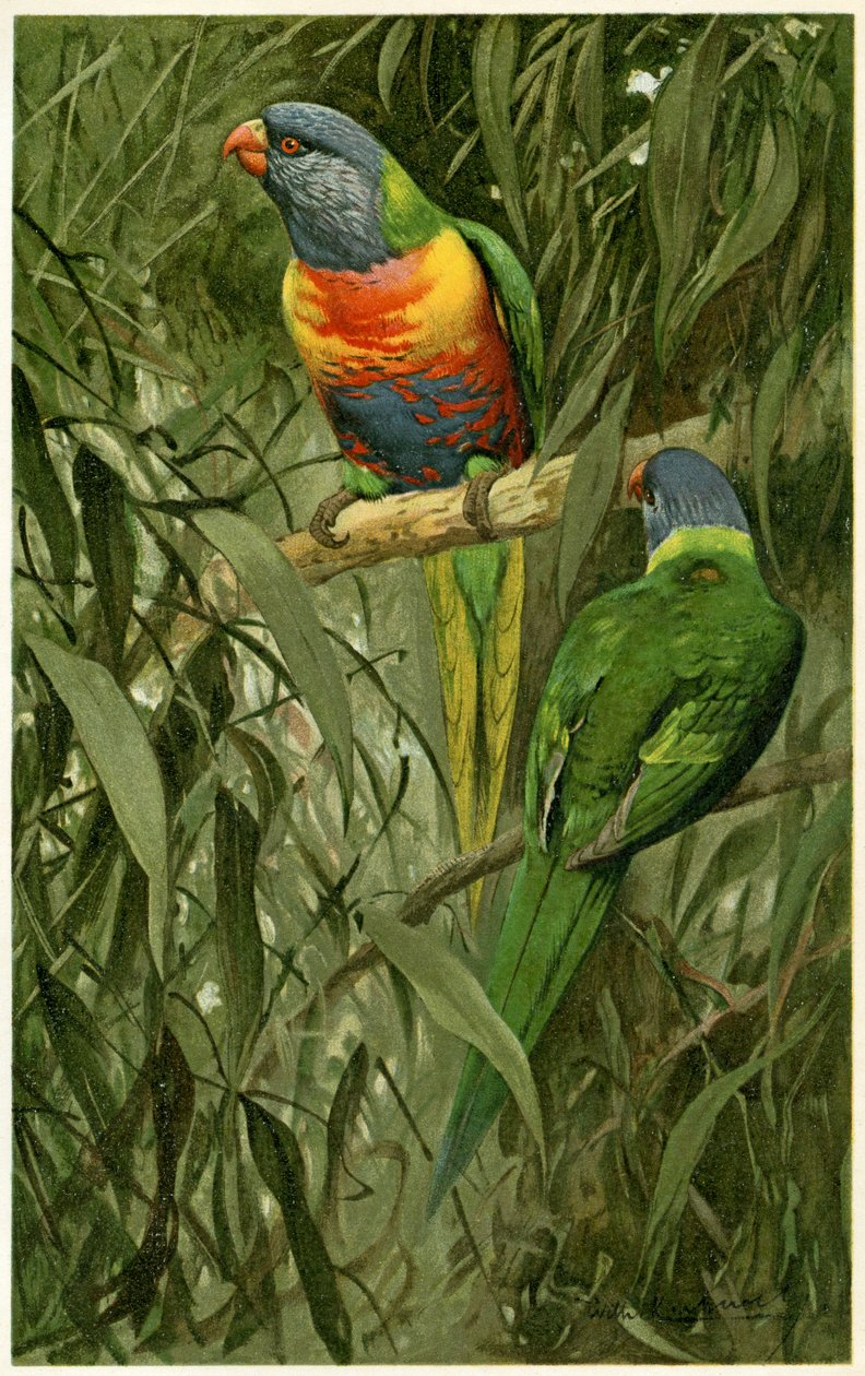 A Pair of Rainbow Lorikeets, 1890 by Alfred Brehm
