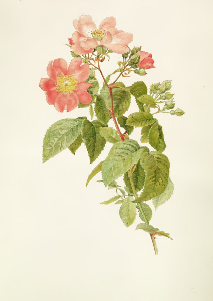 Rosa setigera (The Prairie Rose), by Alfred Parsons (1847-1920) by Alfred Parsons