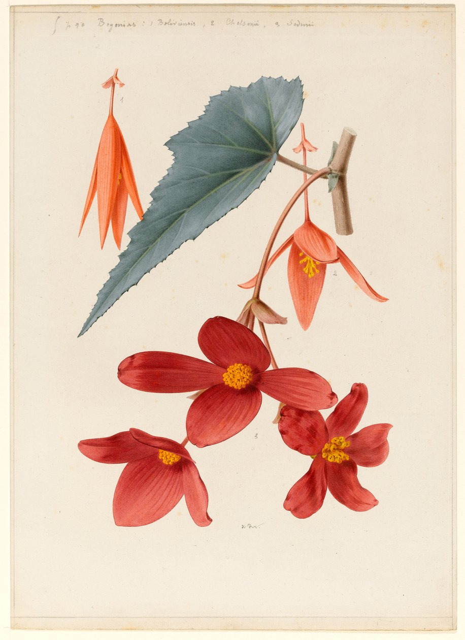 Analytical Drawing of a Flower, Leaves and a Section of Branch by Alfred Riocreux