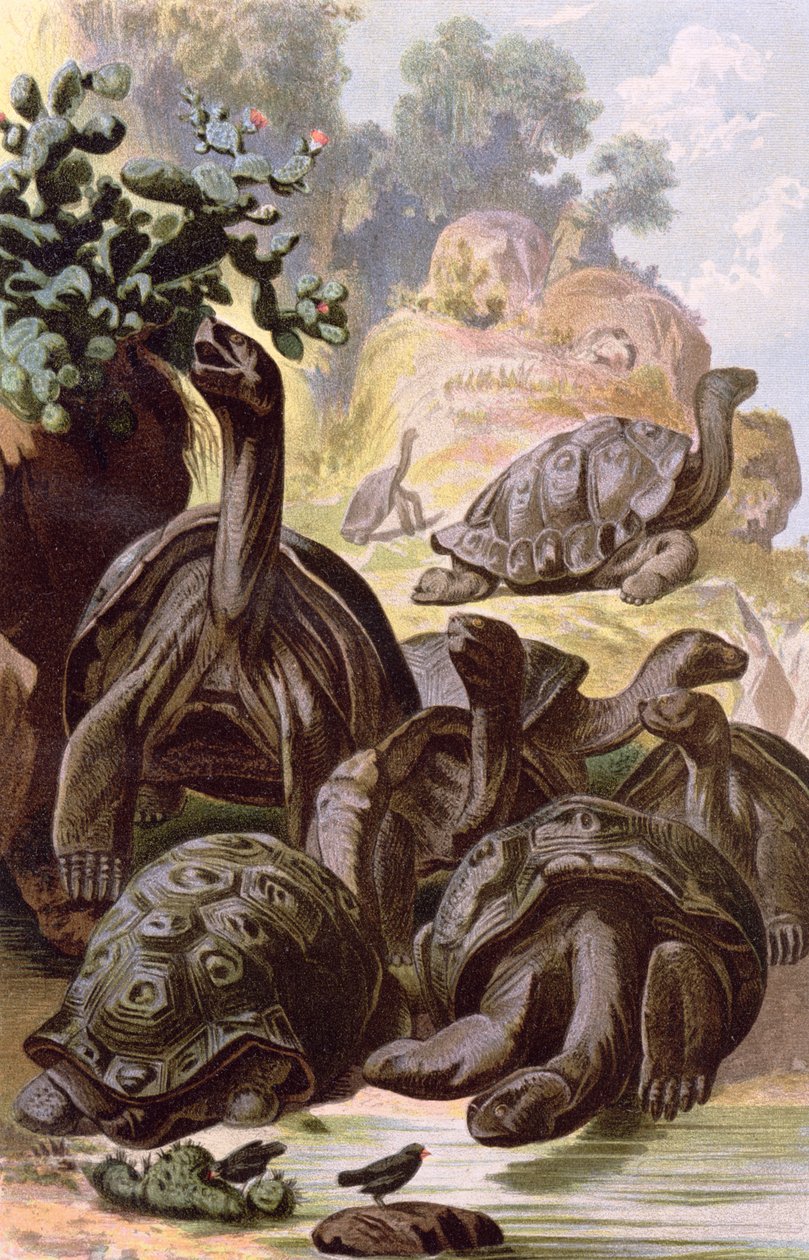 Giant Tortoises from the Galapagos Islands, from a Natural History Book, 1887 by Alfred Brehm