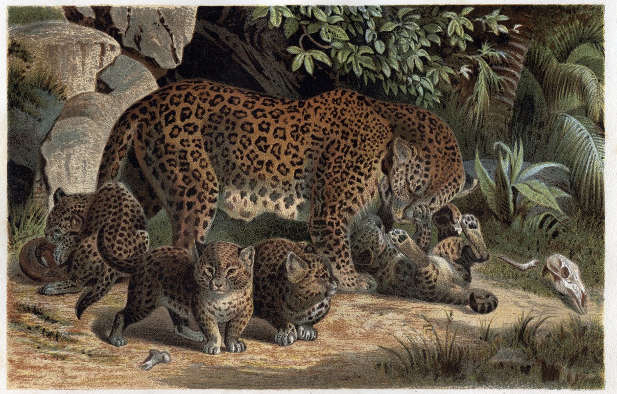Panther and its young - Panthera, from 