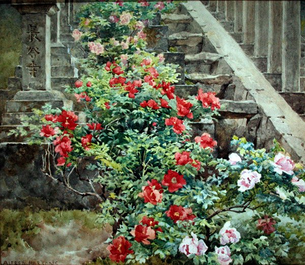 Tree peonies at Hase Dera - steps to Kwannon Temple, Japan by Alfred Parsons