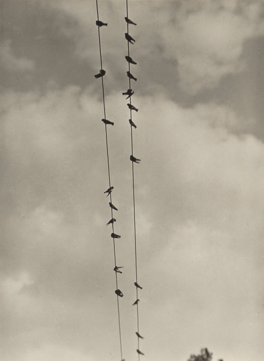 Birds by Alfred Stieglitz
