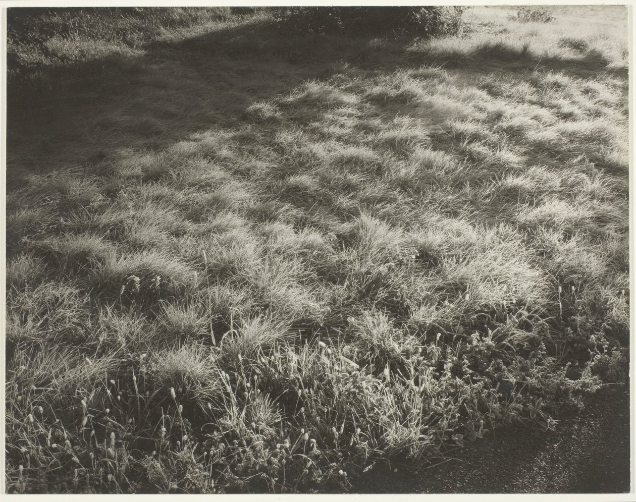 Grass and Frost by Alfred Stieglitz