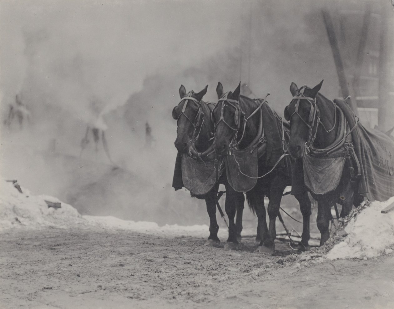 Horses, New York by Alfred Stieglitz